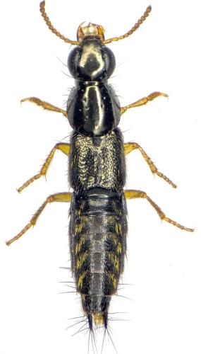 Réf. 294 779 : Quedius auricomus